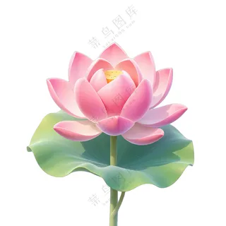 粉色莲花含苞待放