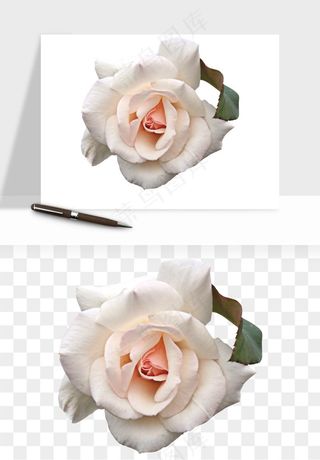 复古鲜花玫瑰png免抠