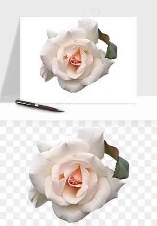 复古鲜花玫瑰png免抠