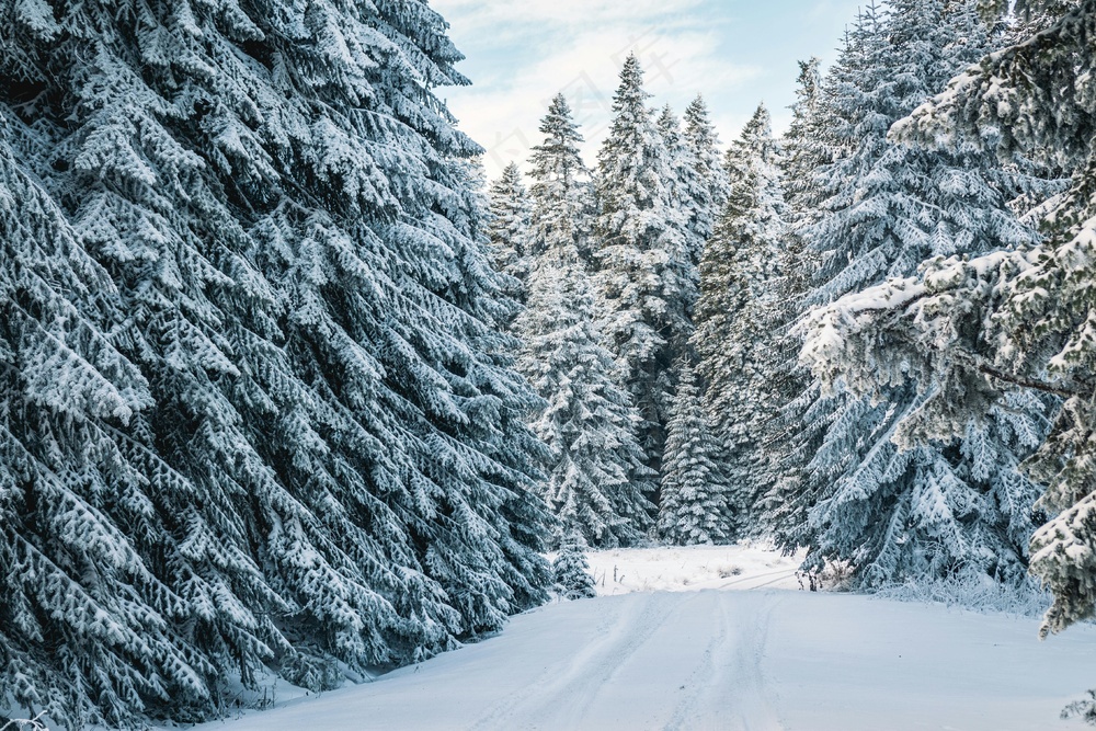 雪覆盖的森林冬日之旅