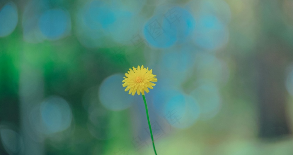 清新黄蕊蒲公英·自然艺术