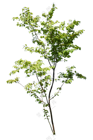 PNG免扣植物树木