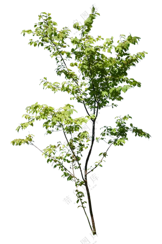 PNG免扣植物树木