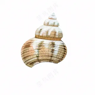海洋贝壳海螺生物卡通插画免抠