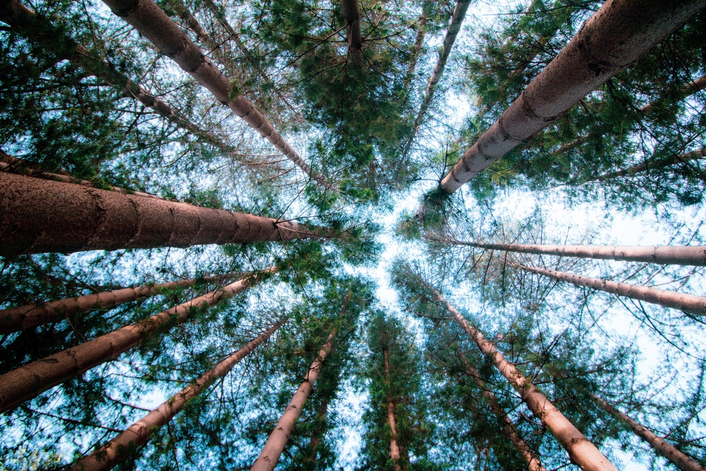 仰拍的森林树木