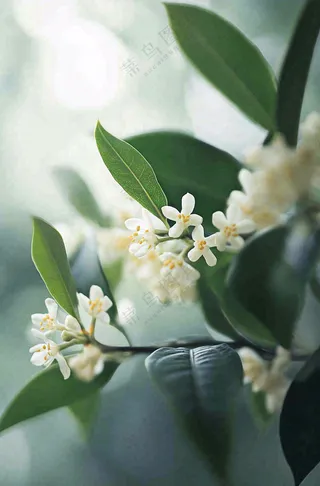 树枝上的小白花花朵植物摄影图