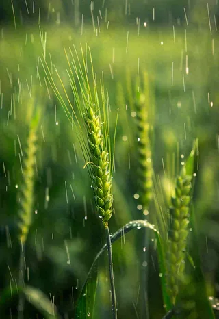 绿色小麦田生机粮食小满摄影图