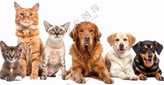 萌宠宠物猫狗合集免抠