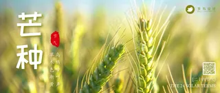 芒种公众号首图