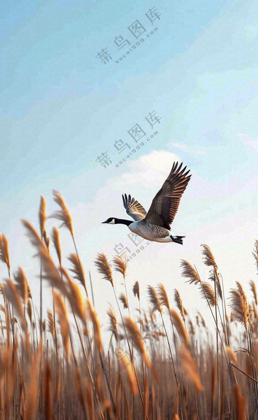 白露节气