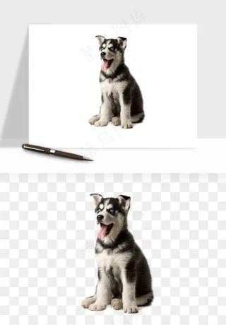 猫咪喵星人狗狗宠物元素png免抠