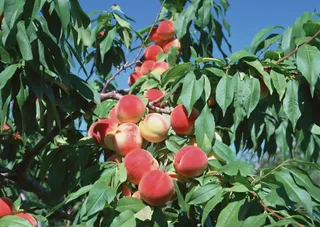 树枝上的桃子 (10)