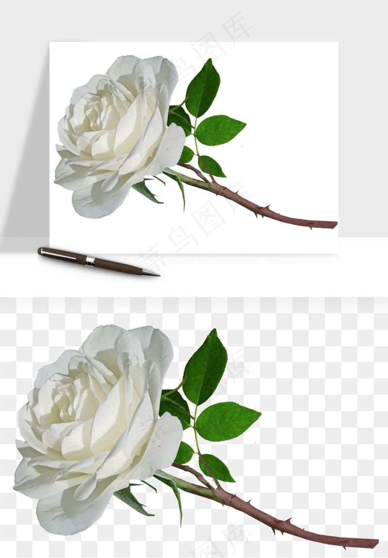 白玫瑰花枝花束png免抠