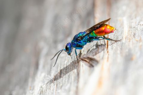 缤纷羽翼下的静谧