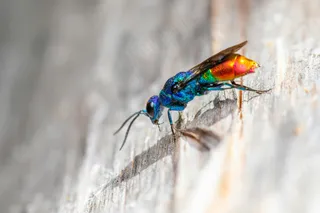 缤纷羽翼下的静谧