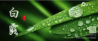 白露公众号首图