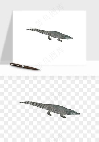 鳄鱼动物png免抠