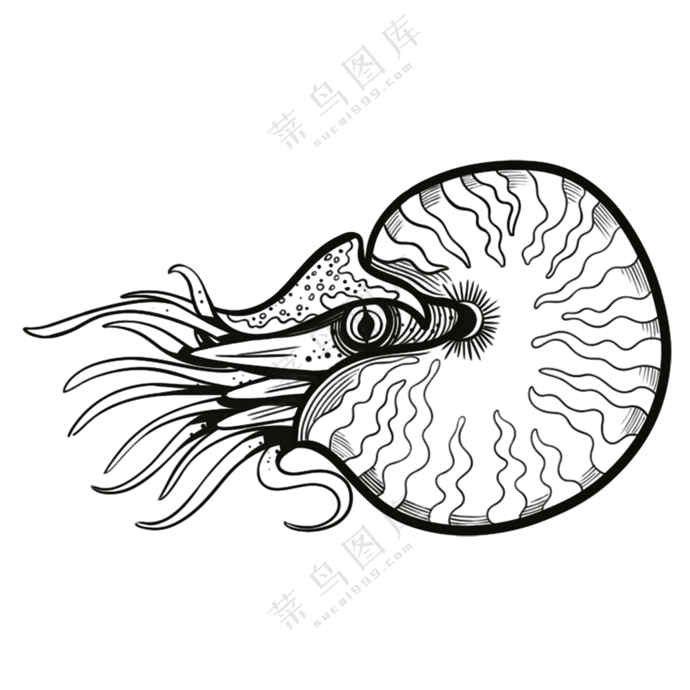 鹦鹉螺-古海洋生物/线稿/卡通