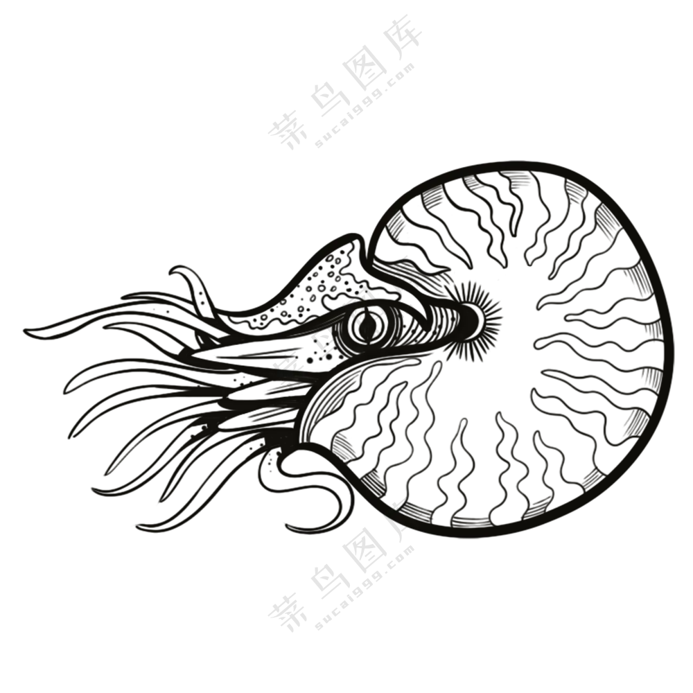 鹦鹉螺-古海洋生物/线稿/卡通