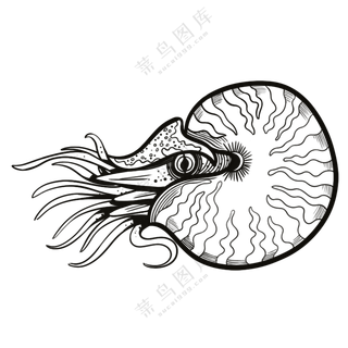 鹦鹉螺-古海洋生物/线稿/卡通
