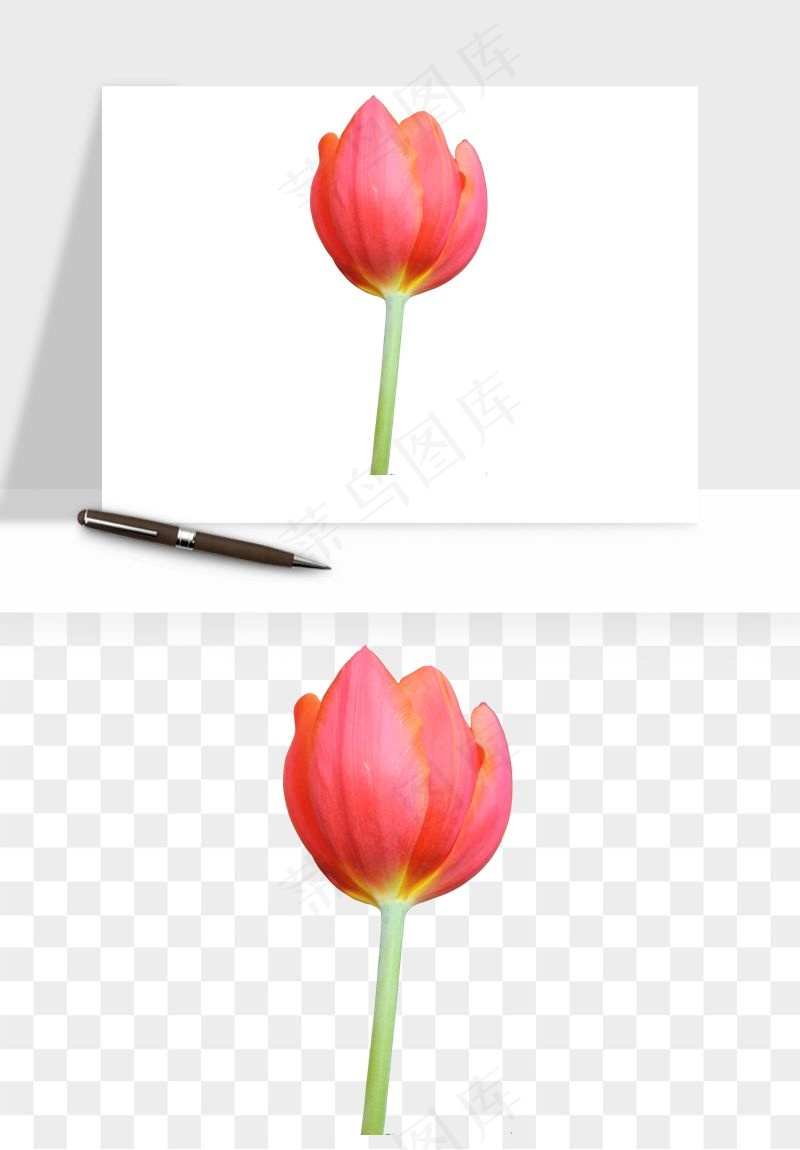 荷兰郁金香鲜花png免抠