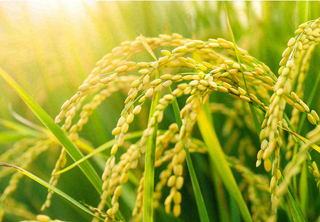 稻田稻谷稻穗粮食收成小满芒种世界粮食日摄影图