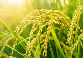 稻田稻谷稻穗粮食收成小满芒种世界粮食日摄影图