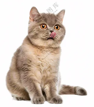 可爱小猫萌宠宠物动物免抠