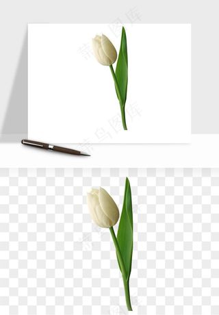 荷兰郁金香鲜花png免抠