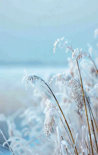 冬天白雪地里的芦苇植物小寒大寒寒露霜降摄影图