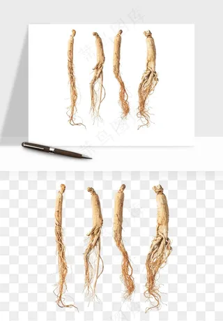 人参养生药材png免抠