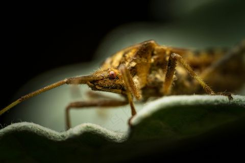 微观世界之棕色昆虫掠食者 微观世界之棕色昆虫掠食者