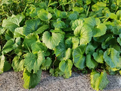 阳光下路边的小草