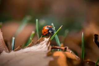 秋日微距：红瓢虫与枯叶的静谧时光