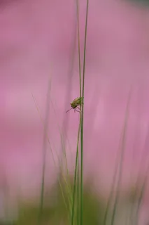 粉色背景下的绿色细长草丛中的小昆虫