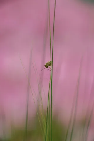粉色背景下的绿色细长草丛中的小昆虫