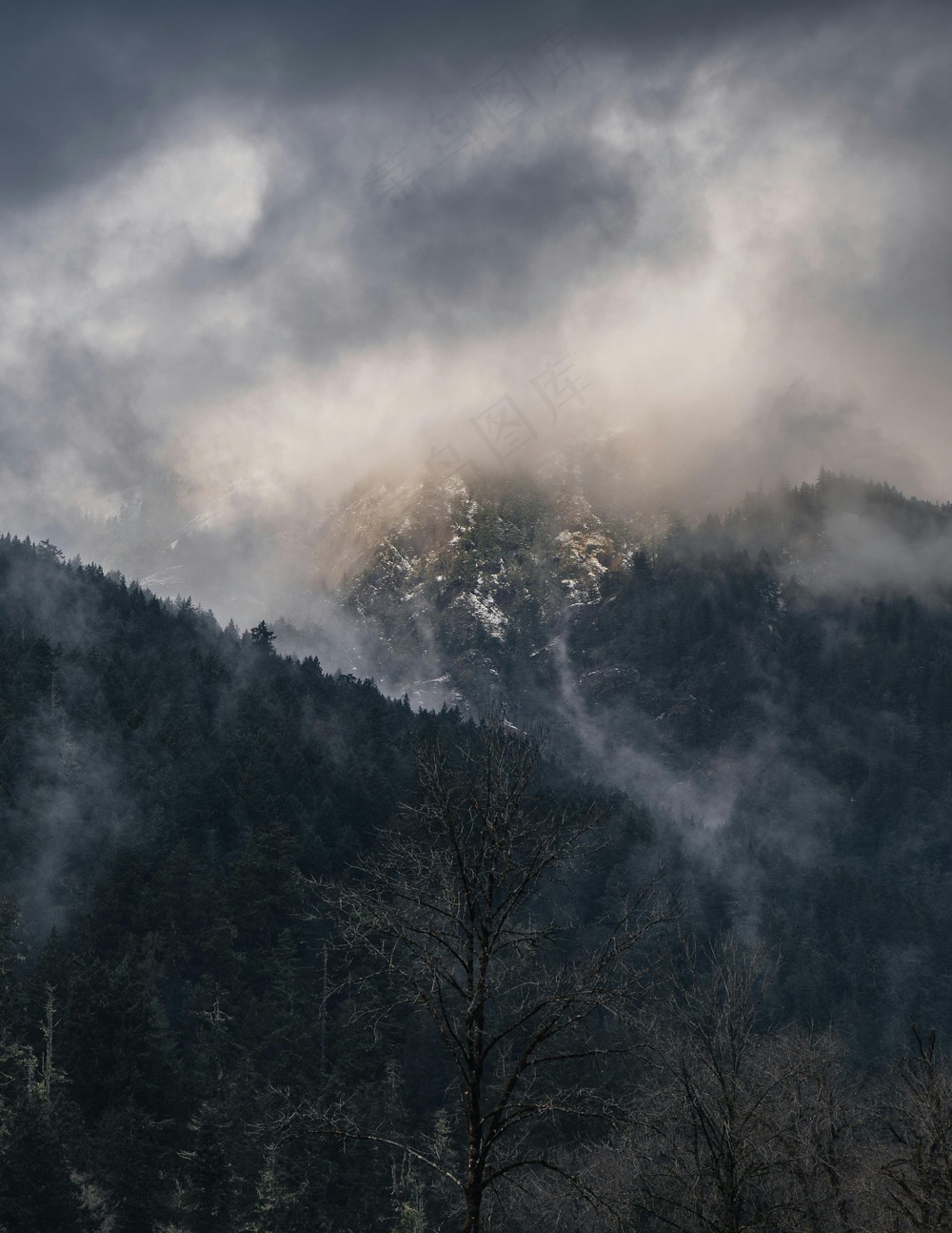 雾锁孤林秘境图·静谧自然风格·棕绿苍凉·赏景佳作