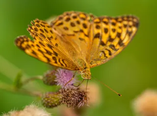 金黄斑点的舞者