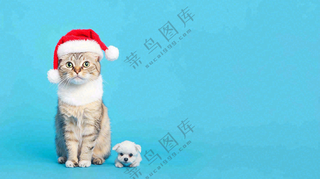 可爱的小猫萌宠宠物动物摄影图