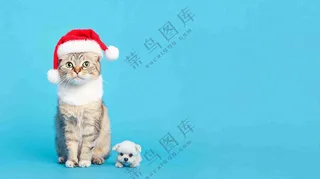 可爱的小猫萌宠宠物动物摄影图