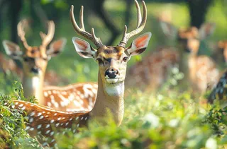 鹿动物山间草原的鹿摄影图