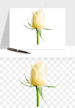 白玫瑰花枝花束png免抠