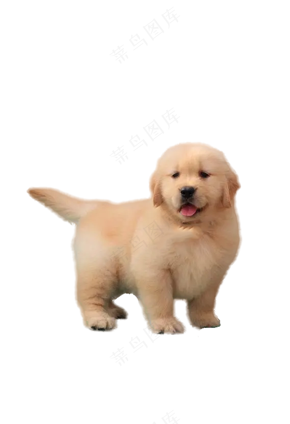 金毛免抠6
