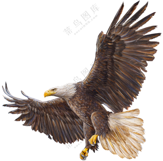 空中展开双翼的白头雕免抠图片素材