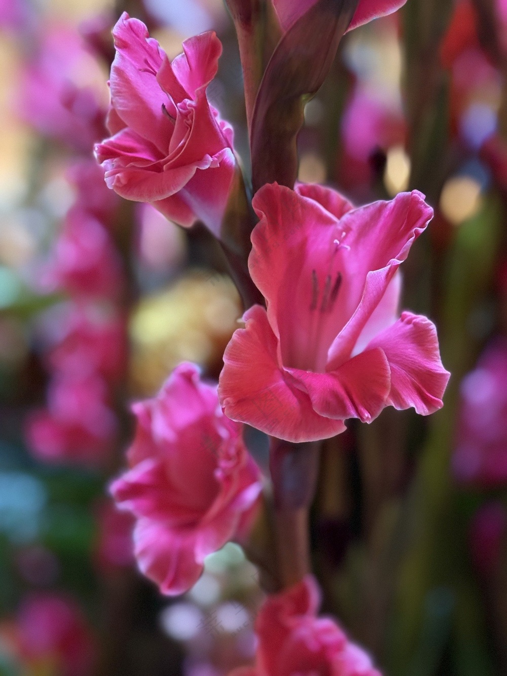 粉色剑兰花摄影图片