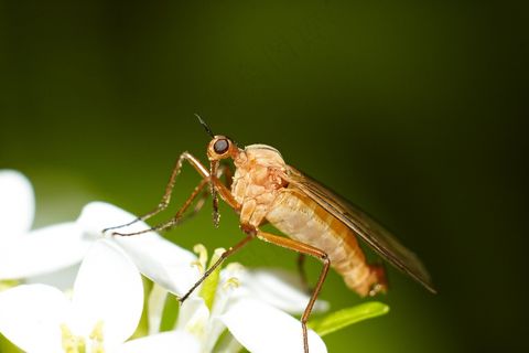 自然生态之精美昆虫特写