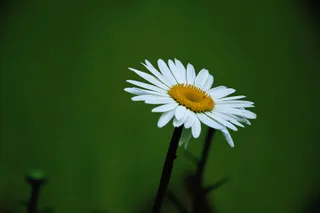 翠绿草地上的一朵洁白雏菊