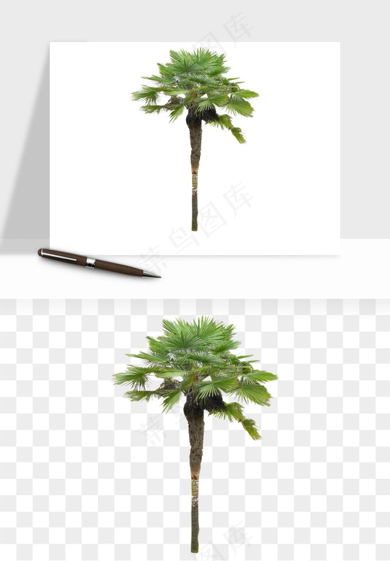 棕榈树椰树png免抠