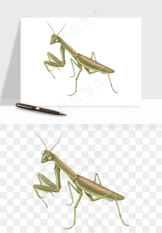 螳螂png免抠