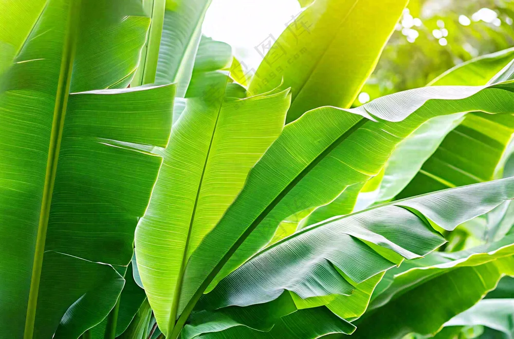 香蕉树芭蕉叶绿色植物摄影图